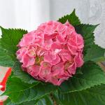 Chậu Giấy Gói Hoa Cẩm Tú Cầu Lớn 141