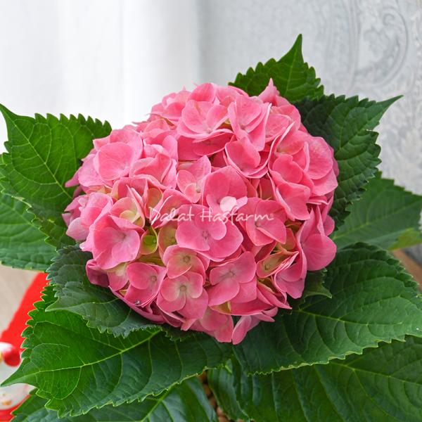 Chậu Giấy Gói Hoa Cẩm Tú Cầu Lớn 141