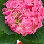 Chậu Giấy Gói Hoa Cẩm Tú Cầu Lớn 141