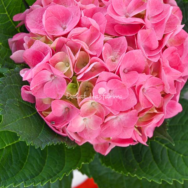 Chậu Giấy Gói Hoa Cẩm Tú Cầu Lớn 141