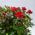 Chậu Hoa Thiết Kế Yêu Thương 086