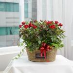 Chậu Hoa Thiết Kế Yêu Thương 086