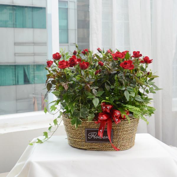 Chậu Hoa Thiết Kế Yêu Thương 086