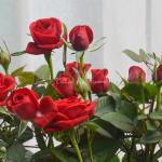 Chậu Giấy Gói Hoa Hồng 038