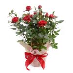 Chậu Giấy Gói Hoa Hồng 038