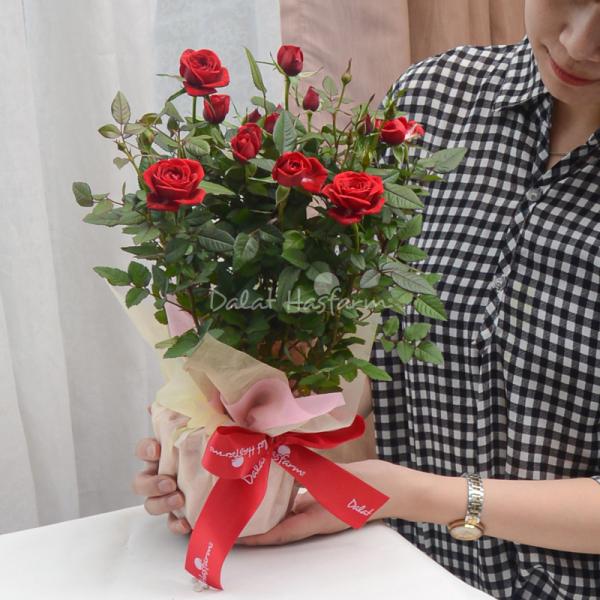 Chậu Giấy Gói Hoa Hồng 038