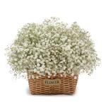 Giỏ Hoa Giọt Nắng Tinh Khôi 190