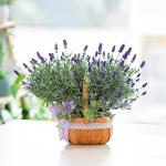 Giỏ Hoa Lavender Hạnh Phúc 128