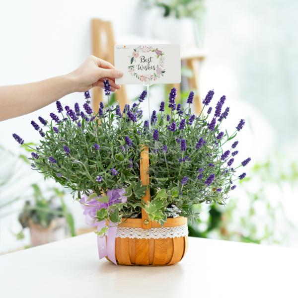 Giỏ Hoa Lavender Hạnh Phúc 128