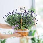 Giỏ Hoa Lavender Hạnh Phúc 128