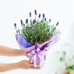 Chậu Giấy Gói Hoa Lavender 081