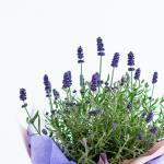 Chậu Giấy Gói Hoa Lavender 081