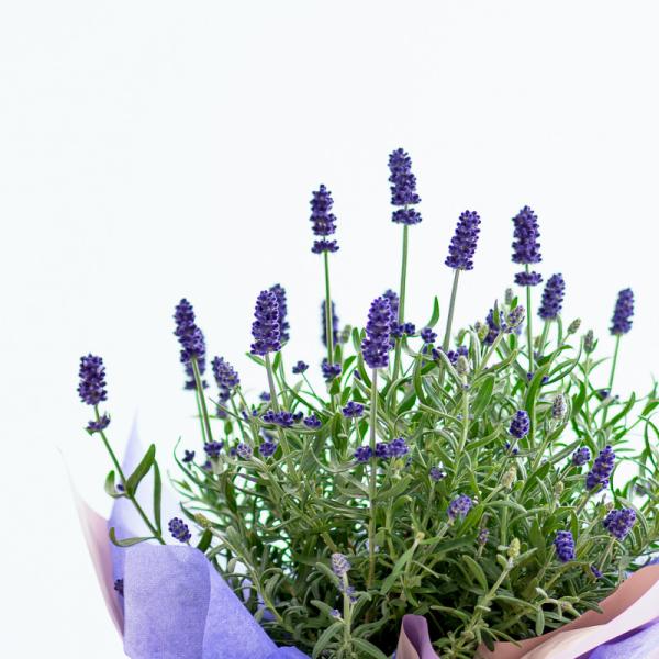 Chậu Giấy Gói Hoa Lavender 081