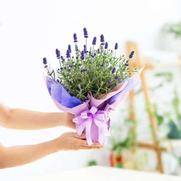 Chậu Giấy Gói Hoa Lavender 081