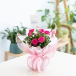 Chậu Giấy Gói Hoa Hồng trung 080