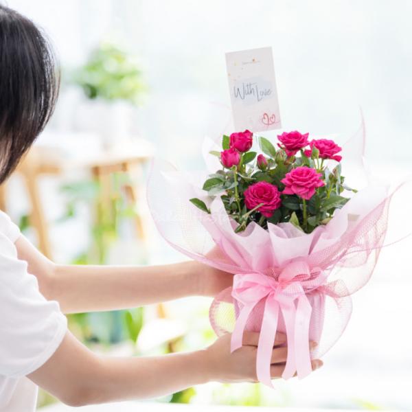 Chậu Giấy Gói Hoa Hồng trung 080