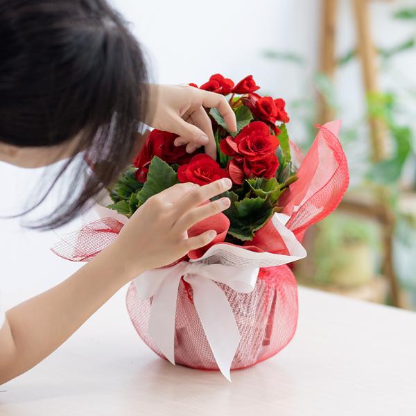 Chậu Giấy Gói Hoa Thu Hải Đường 079