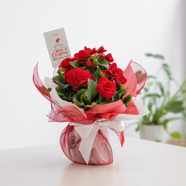 Chậu Giấy Gói Hoa Thu Hải Đường 079