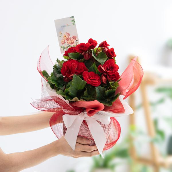 Chậu Giấy Gói Hoa Thu Hải Đường 079