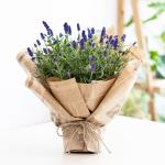 Chậu Hoa Thiết Kế Điều Ngọt Ngào 102