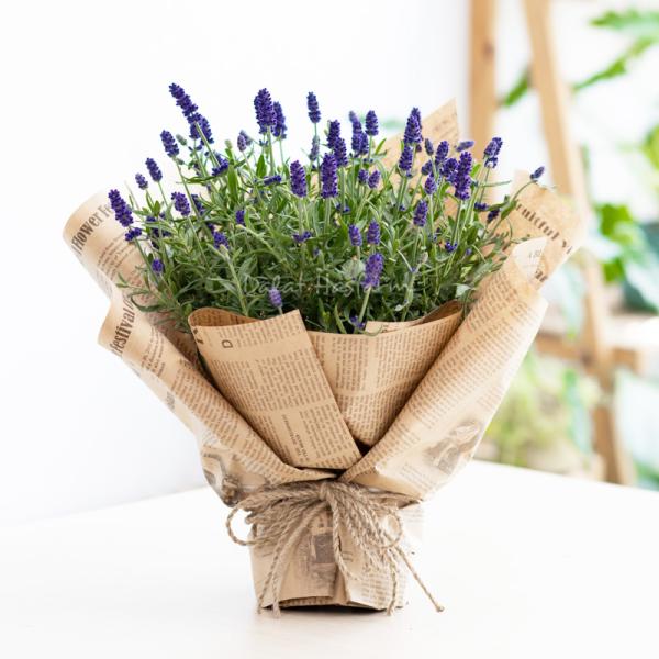 Chậu Hoa Thiết Kế Điều Ngọt Ngào 102