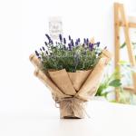 Chậu Hoa Thiết Kế Điều Ngọt Ngào 102