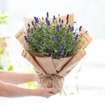 Chậu Hoa Thiết Kế Điều Ngọt Ngào 102