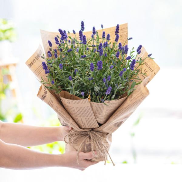 Chậu Hoa Thiết Kế Điều Ngọt Ngào 102