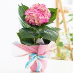 Chậu Giấy Gói Hoa Cẩm Tú Cầu 068