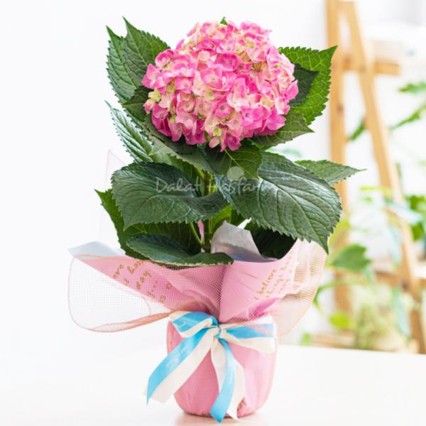 Chậu Giấy Gói Hoa Cẩm Tú Cầu 068