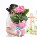 Chậu Giấy Gói Hoa Cẩm Tú Cầu 068