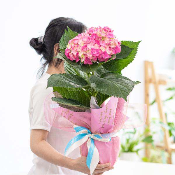 Chậu Giấy Gói Hoa Cẩm Tú Cầu 068