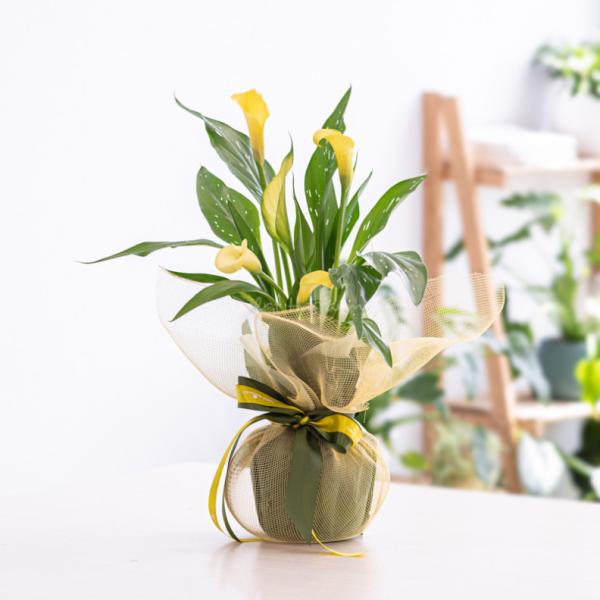 Chậu Giấy Gói Hoa Calla Lily 082