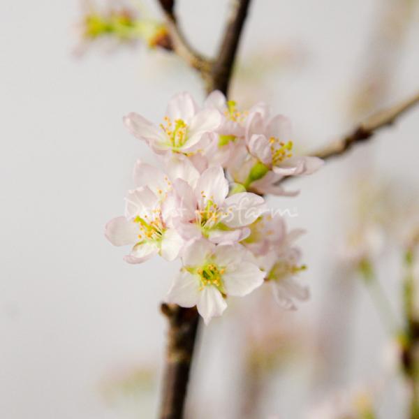 Đào Nhật - Tết Vui Chan Hòa