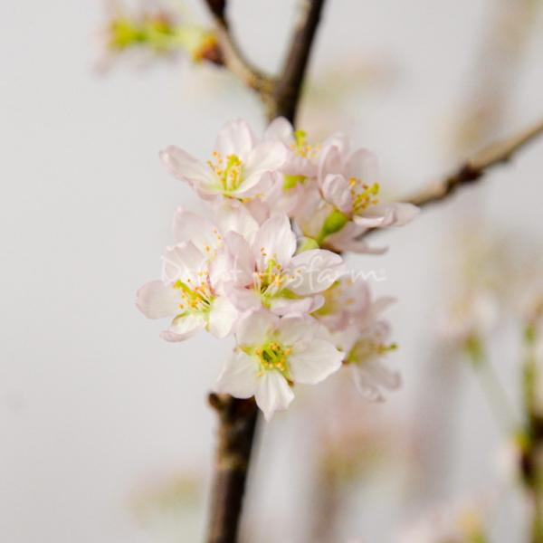 Đào Nhật - Đón Xuân Sum Vầy