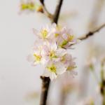 Đào Nhật - Tết Hạnh Phúc