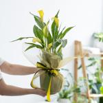 Chậu Giấy Gói Hoa Calla Lily 082