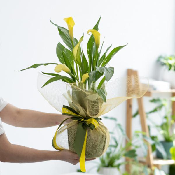 Chậu Giấy Gói Hoa Calla Lily 082