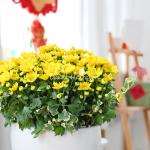 Chậu Hoa Cúc Tết Đong Đầy 039