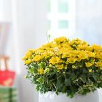 Chậu Hoa Cúc Tết Đong Đầy 039