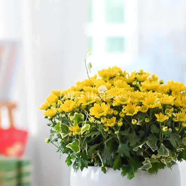 Chậu Hoa Cúc Tết Đong Đầy 039