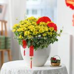 Chậu Hoa Cúc Tết Đong Đầy 039