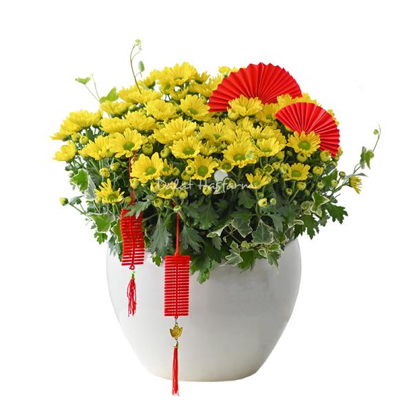 Chậu Hoa Cúc Tết Đong Đầy 039