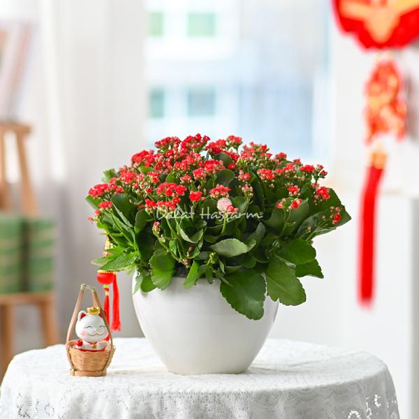 Chậu Hoa Thiết Kế Trường Thọ 043