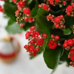 Chậu Hoa Thiết Kế Trường Thọ 043