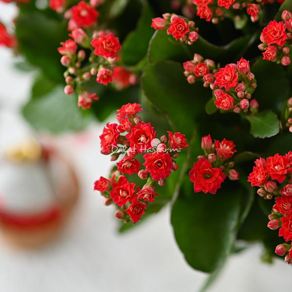 Chậu Hoa Thiết Kế Trường Thọ 043