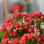 Chậu Hoa Thiết Kế Trường Thọ 043