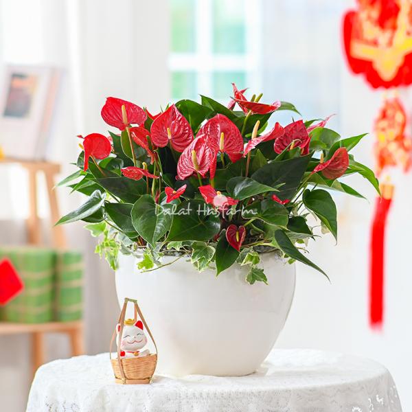 Chậu Hoa Thiết Kế Nồng Ấm 039