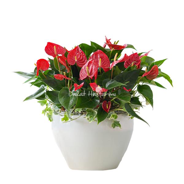 Chậu Hoa Thiết Kế Nồng Ấm 039