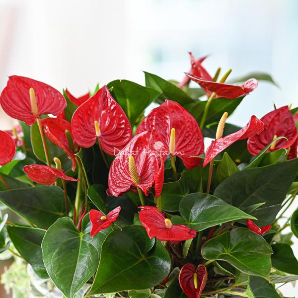 Chậu Hoa Thiết Kế Nồng Ấm 039